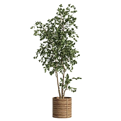 indoor plant 10 rattan pot
