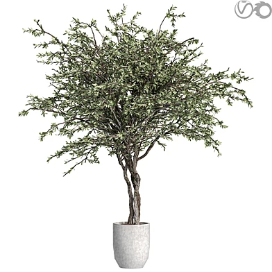 indoor plants 20