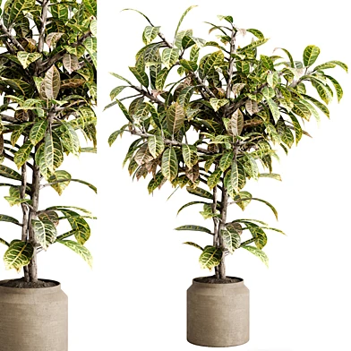 Croton Tree in a concrete  pot - Indoor plant set 718