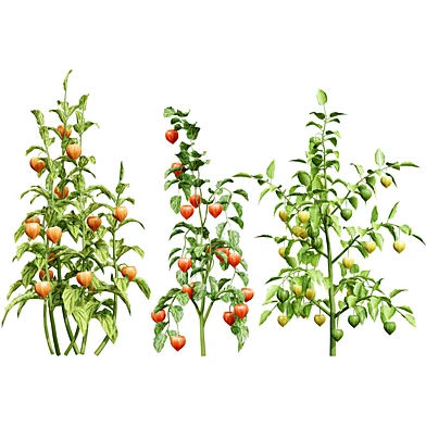 Physalis Vegetable Plant 3D Models
