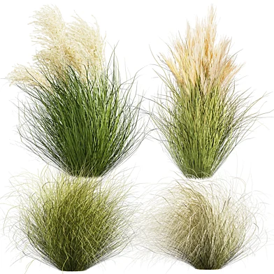 Collection plant vol 669 - grass - pampas