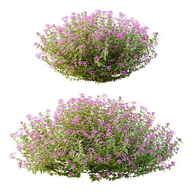 Spirea Japonica Bush 02