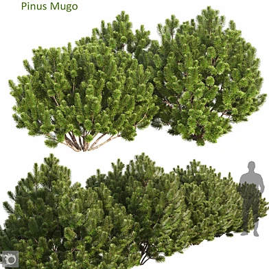 Pinus Mugo