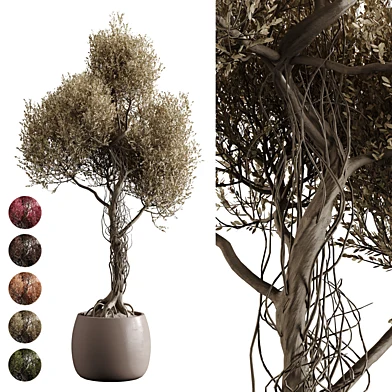 Indoor plant 077