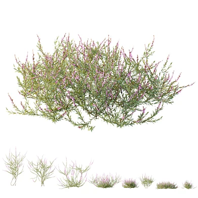 AV Plant Bush Purple Heather Calluna Vulgaris