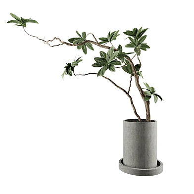 plants-set22