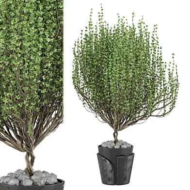 tree Plants Collection 2319