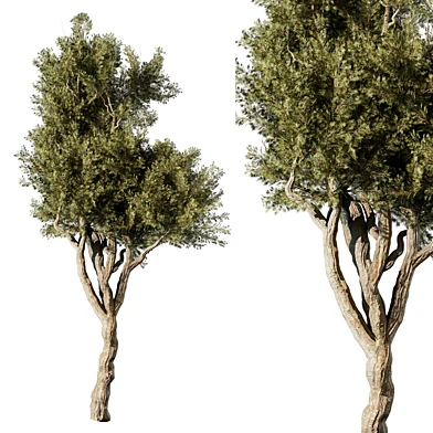 Tree vol 48