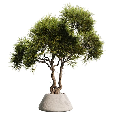 Indoor Plant mf 953