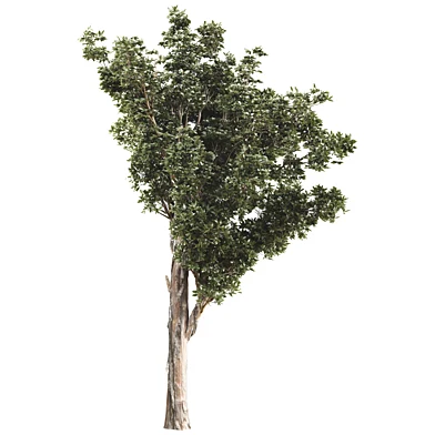 MI Jungle Tree and Branches 456