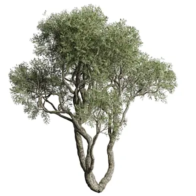 tree vol 52