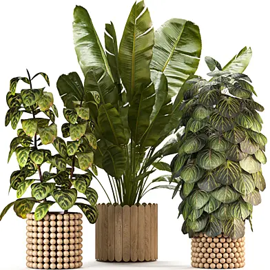 Boho Pot Plants 03