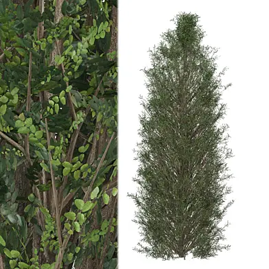tree Plants Collection 2419
