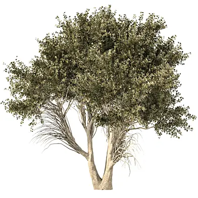 Tree 038