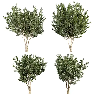 plant vol 880 - Eucalyptus - Lehmannii - tree