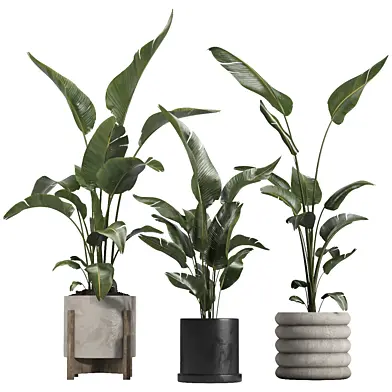 indoor plant 75