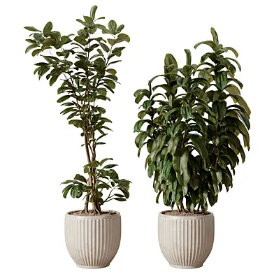 Ficus Plants Set Vol 05