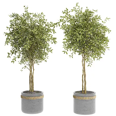 indoor plant set139