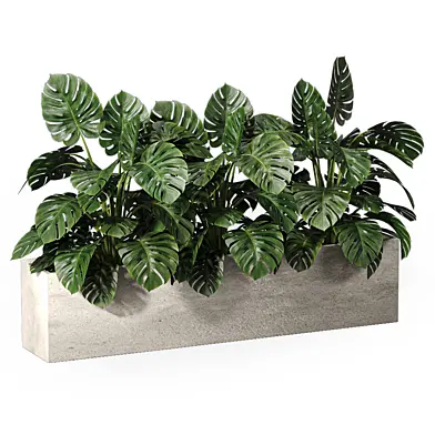 Plants In Box 438