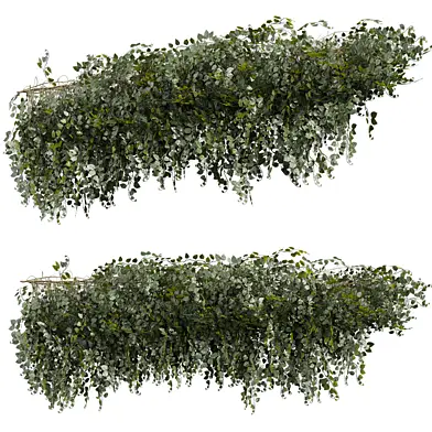 plant vol 973 - bush - ivy