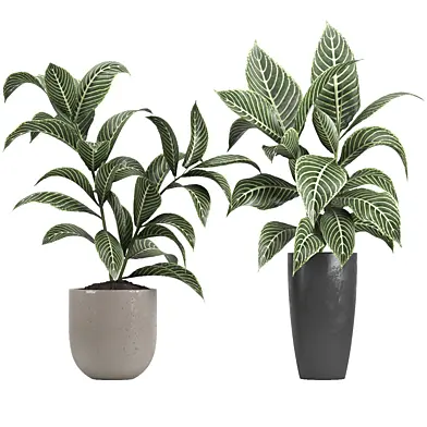 indoor plant 080