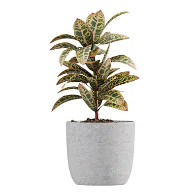 Indoor plant (Croton) 01