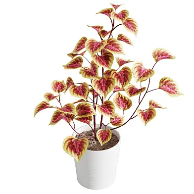 Indoor Plant - 016