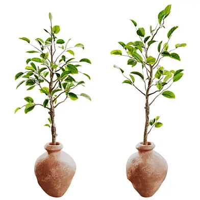 Indoor plant mf 0125