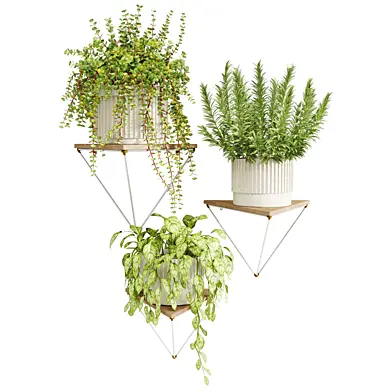 Indoor Plant set - 017
