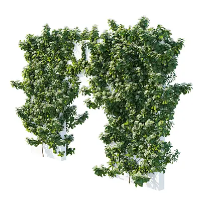 Climbing Hydrangea 04