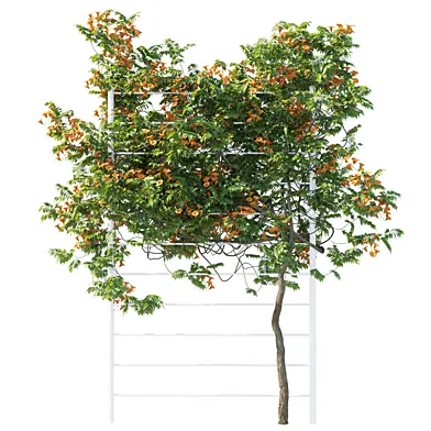 Campsis grandiflora vines 02