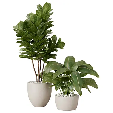 Indoor Plant Set Ficus Lyrata and Strelitzia in Pots