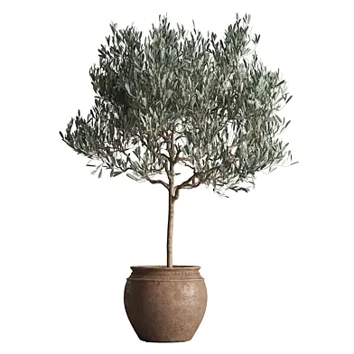 Indoor Plant 968 - Olive Tree