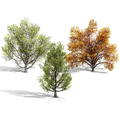 North American Cottonwood Collection