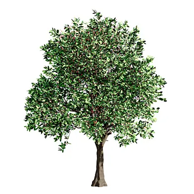 Hawthorn (Crataegus laevigata) 06