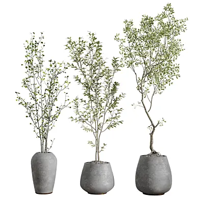 Indoor Plant set - 027