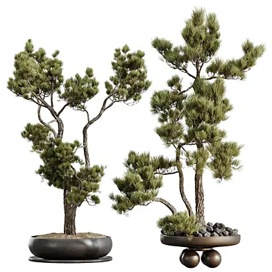 AV Indoor Plants Set 535 Bonsai Pinus Pentaphylla Thunbergii