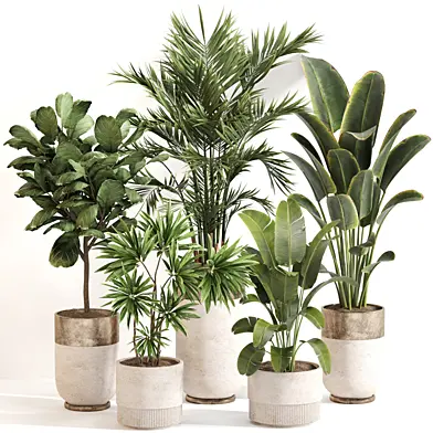 Indoor Plant Set 0170
