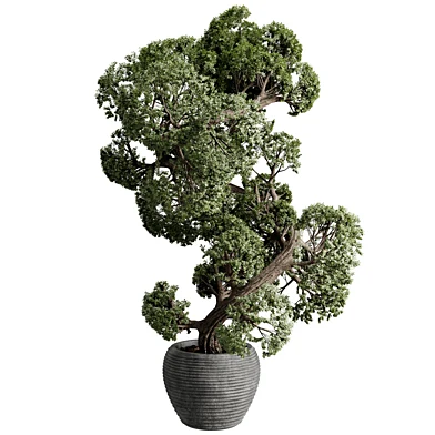 Tree Plant in a Concrete Pot - Indoor Plant set 786
