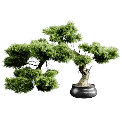 Indoor plant 7