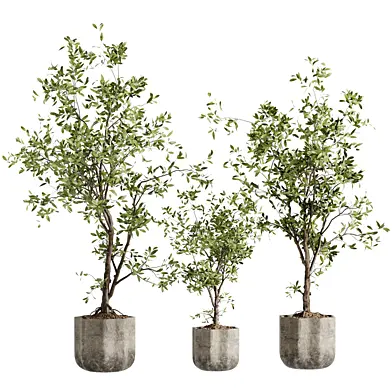 Indoor Bonsai Plant 135