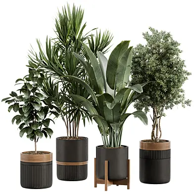 Indoor Plant 31