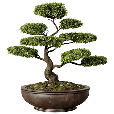 Cloud Pruned Bonsai in Rustic Pot