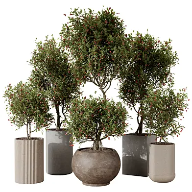 Potted Crataegus Tree Variations Pack