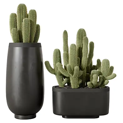 Cactus Set Vol 04