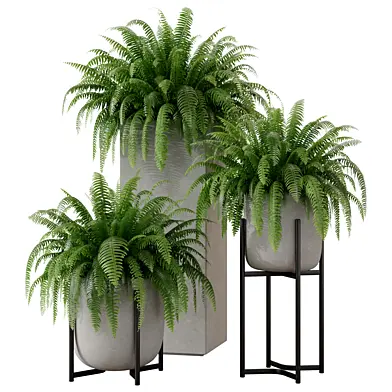 Boston Fern Set in Concrete Planter