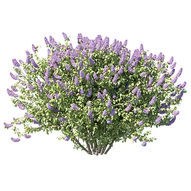 Blooming Lilac Bush in Spring