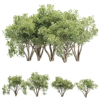 Bushes Collection Vol 394