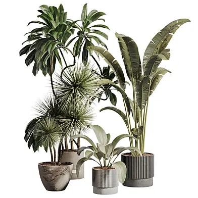 Indoor plants Collection 133