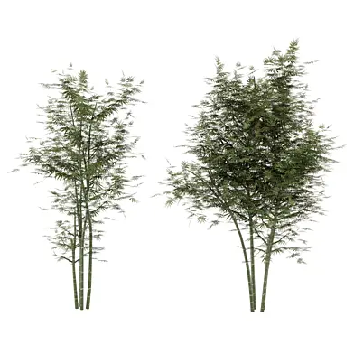 Outdoor Plants Two Bamboo Tree_Set 4473
